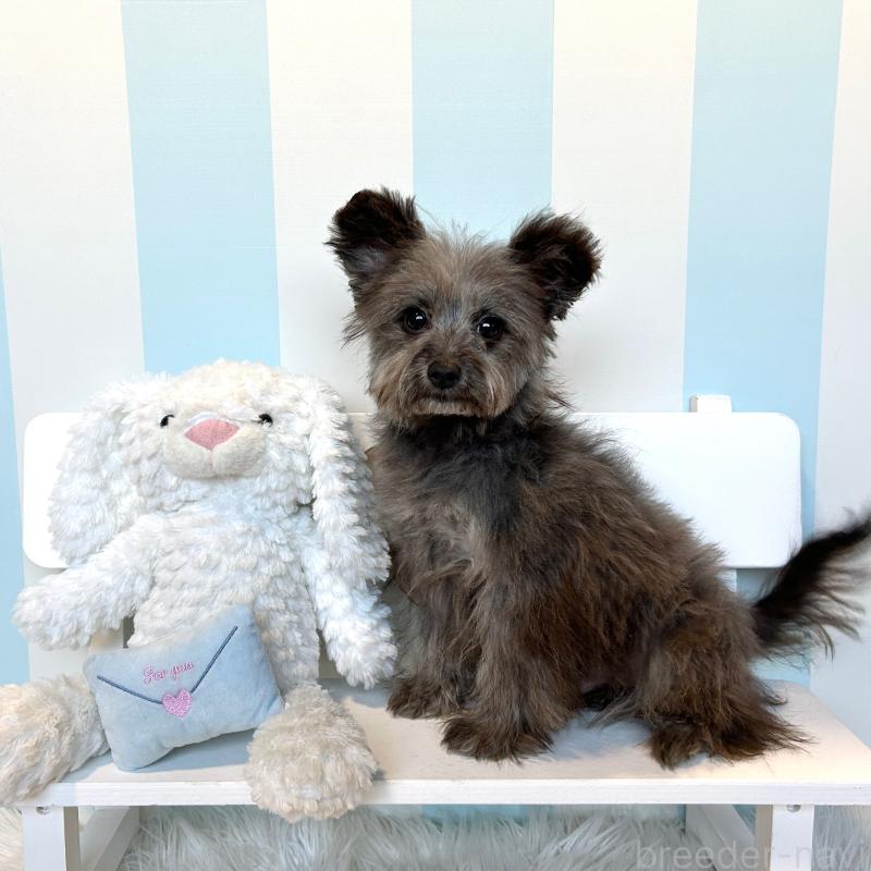 販売中の栃木県のポメプー:ポメラニアン×トイプードル-440812