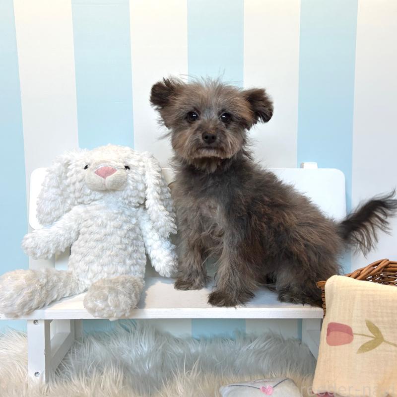 販売中の栃木県のポメプー:ポメラニアン×トイプードル-440812の10枚目