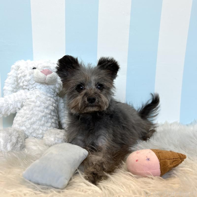 販売中の栃木県のポメプー:ポメラニアン×トイプードル-440812の9枚目