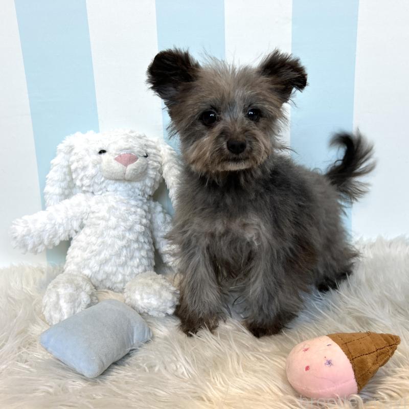 販売中の栃木県のポメプー:ポメラニアン×トイプードル-440812の8枚目