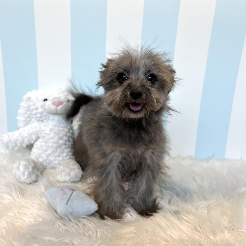 販売中の栃木県のポメプー:ポメラニアン×トイプードル-440812の7枚目