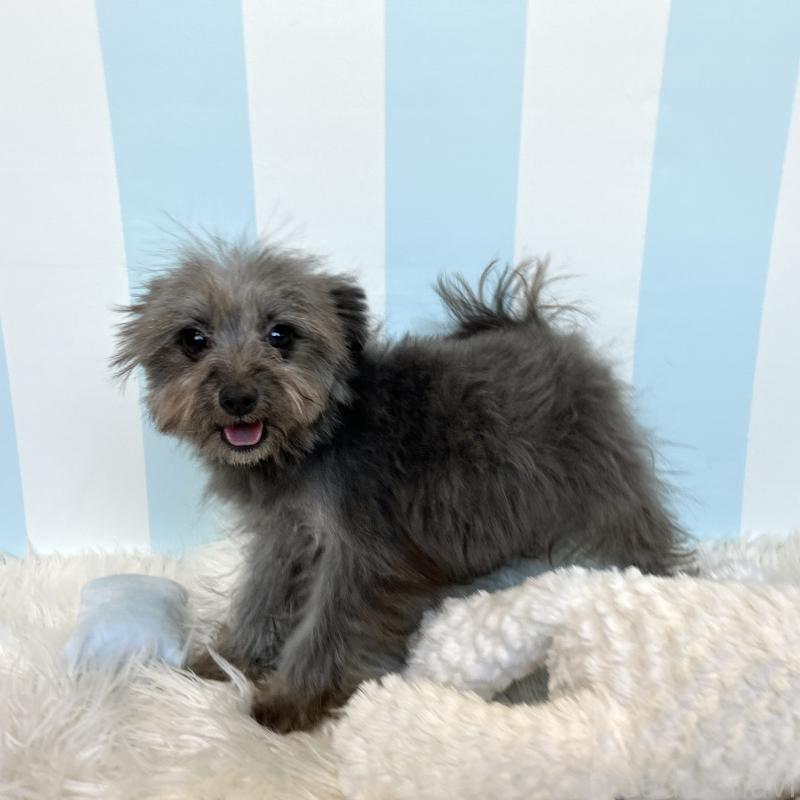 販売中の栃木県のポメプー:ポメラニアン×トイプードル-440812の5枚目