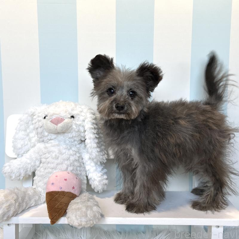 販売中の栃木県のポメプー:ポメラニアン×トイプードル-440812の4枚目