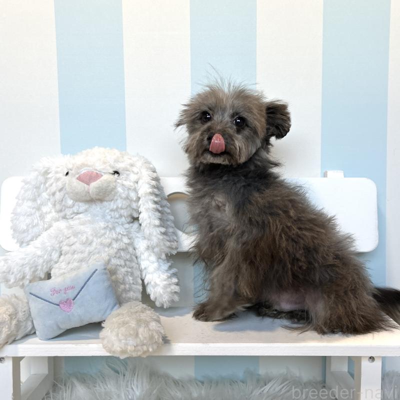 販売中の栃木県のポメプー:ポメラニアン×トイプードル-440812の3枚目