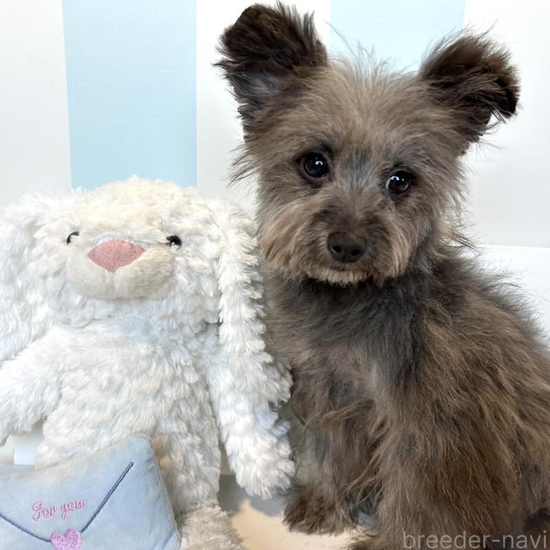 販売中の栃木県のポメプー:ポメラニアン×トイプードル-440812の2枚目