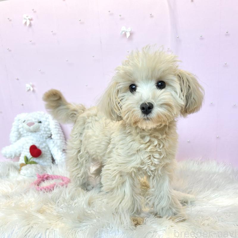 販売中の栃木県のマルプー:マルチーズ×トイプードル-440813の6枚目