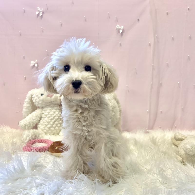 販売中の栃木県のマルプー:マルチーズ×トイプードル-440813の2枚目