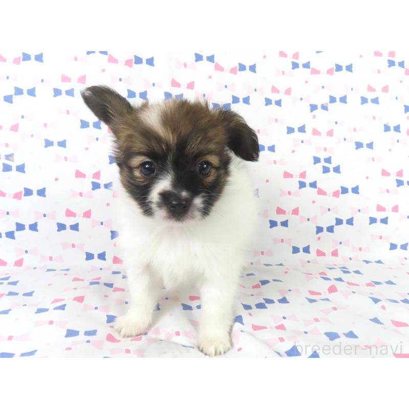 販売中の千葉県のパピヨン-436211の7枚目