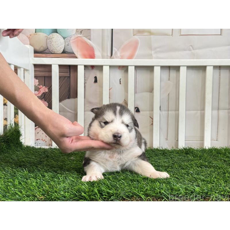 販売中の茨城県のアラスカンマラミュート-440814の3枚目