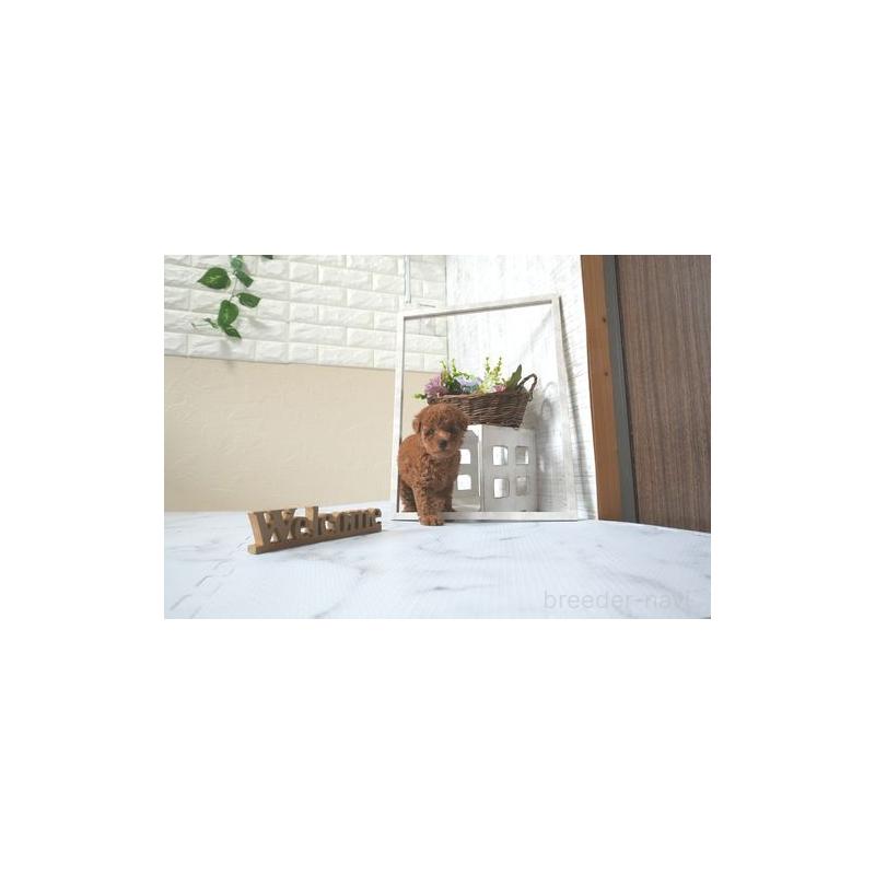 販売中の滋賀県のトイプードル-439636の5枚目