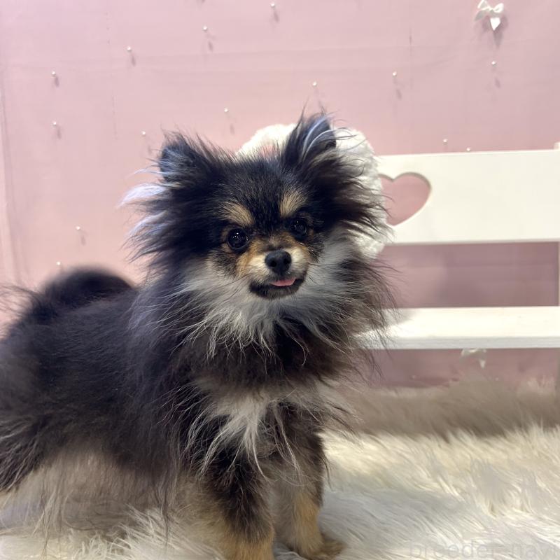 販売中の栃木県のポメラニアン-440816の7枚目