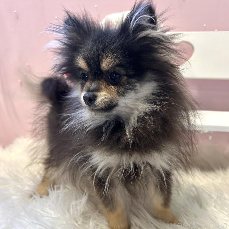 販売中の栃木県のポメラニアン-440816の5枚目