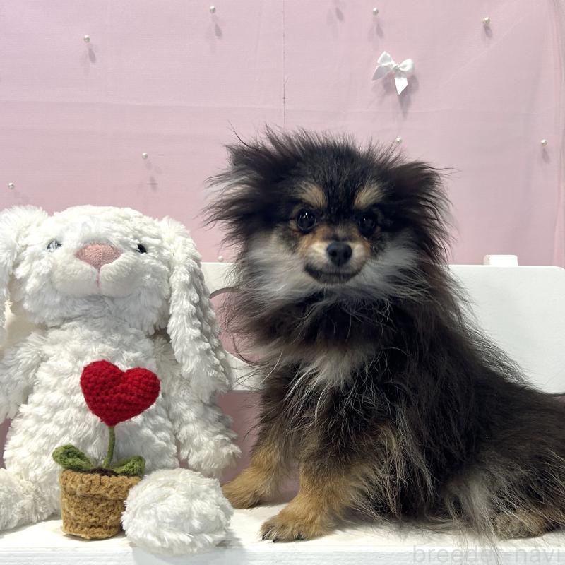 販売中の栃木県のポメラニアン-440816の4枚目