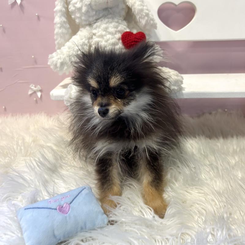 販売中の栃木県のポメラニアン-440816の3枚目