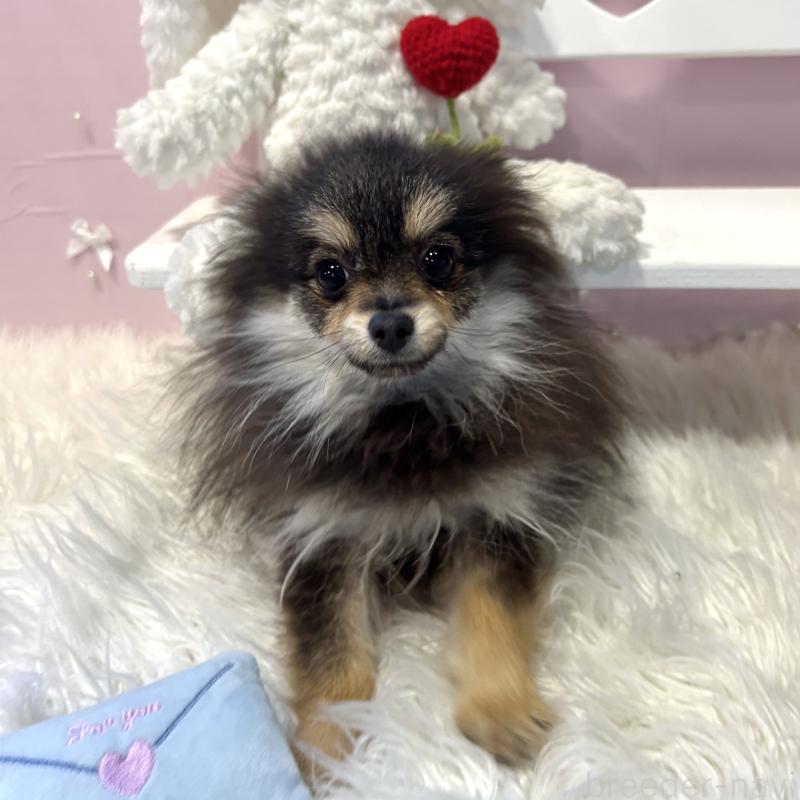 販売中の栃木県のポメラニアン-440816の2枚目