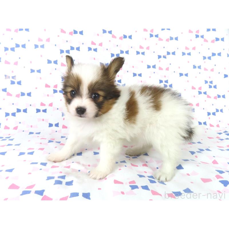 成約済の千葉県のパピヨン-436213の4枚目