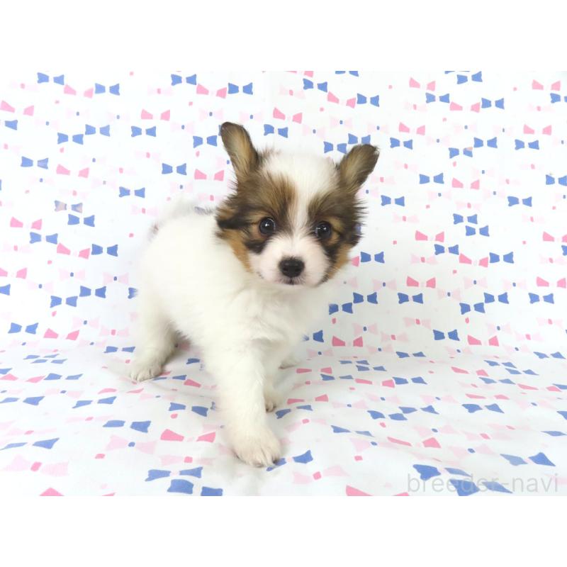 成約済の千葉県のパピヨン-436213の3枚目