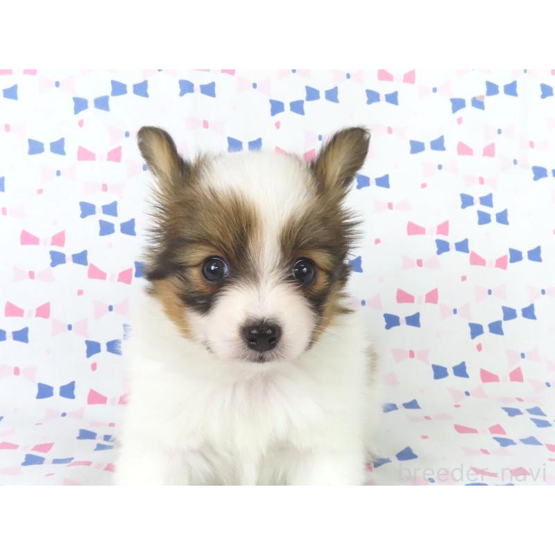 成約済の千葉県のパピヨン-436213の2枚目