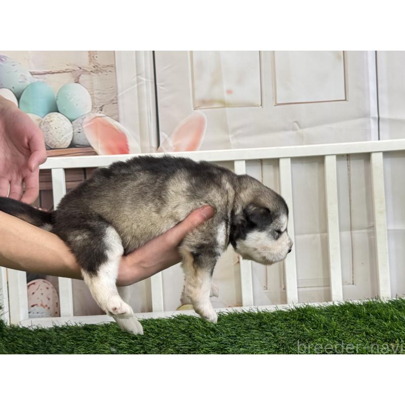 販売中の茨城県のアラスカンマラミュート-440815の5枚目