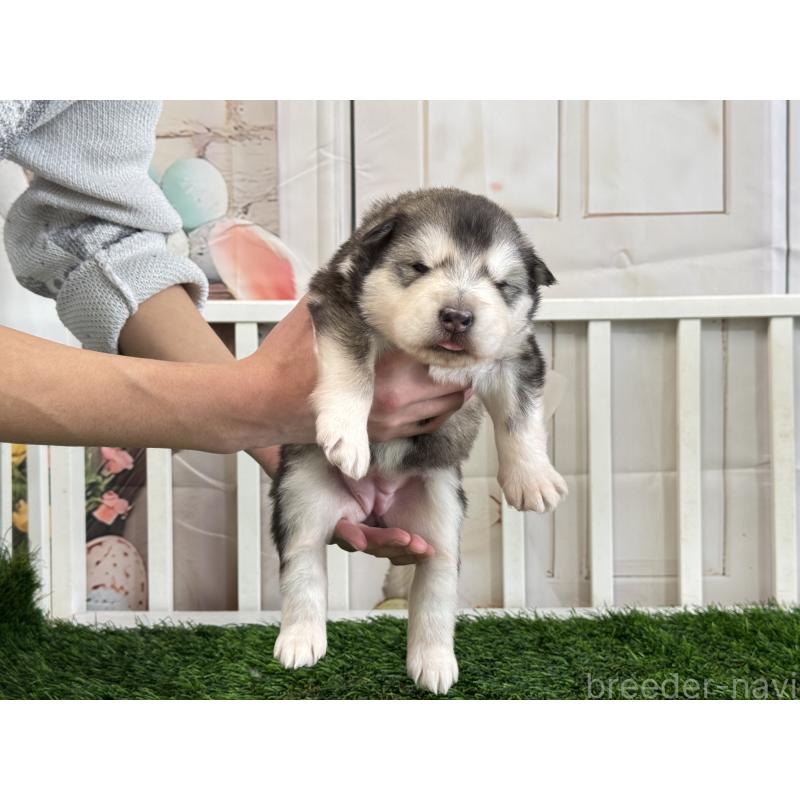 販売中の茨城県のアラスカンマラミュート-440815の4枚目