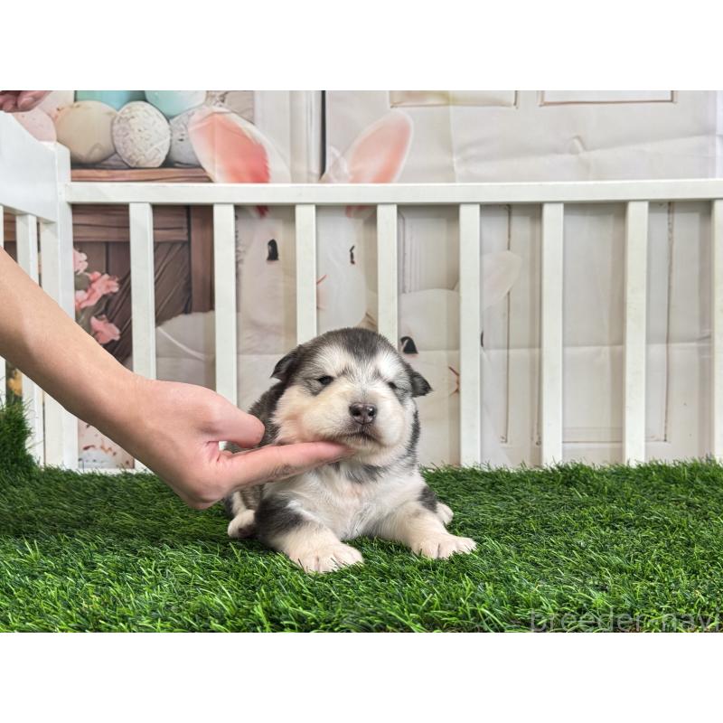 販売中の茨城県のアラスカンマラミュート-440815の3枚目