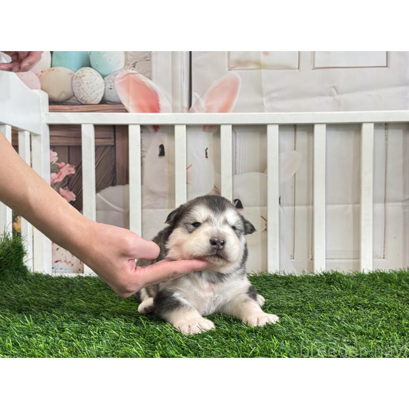 販売中の茨城県のアラスカンマラミュート-440815の2枚目