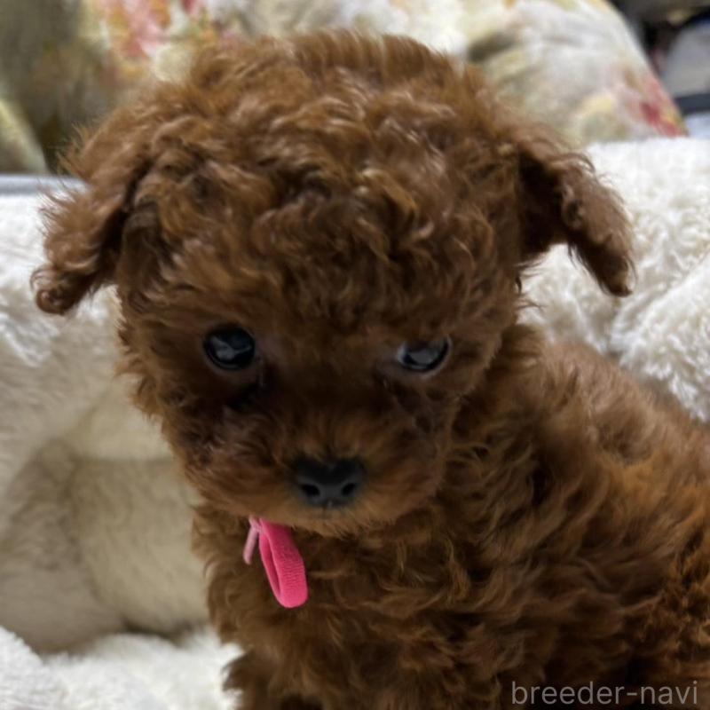 販売中の香川県のティーカッププードル-440817の7枚目