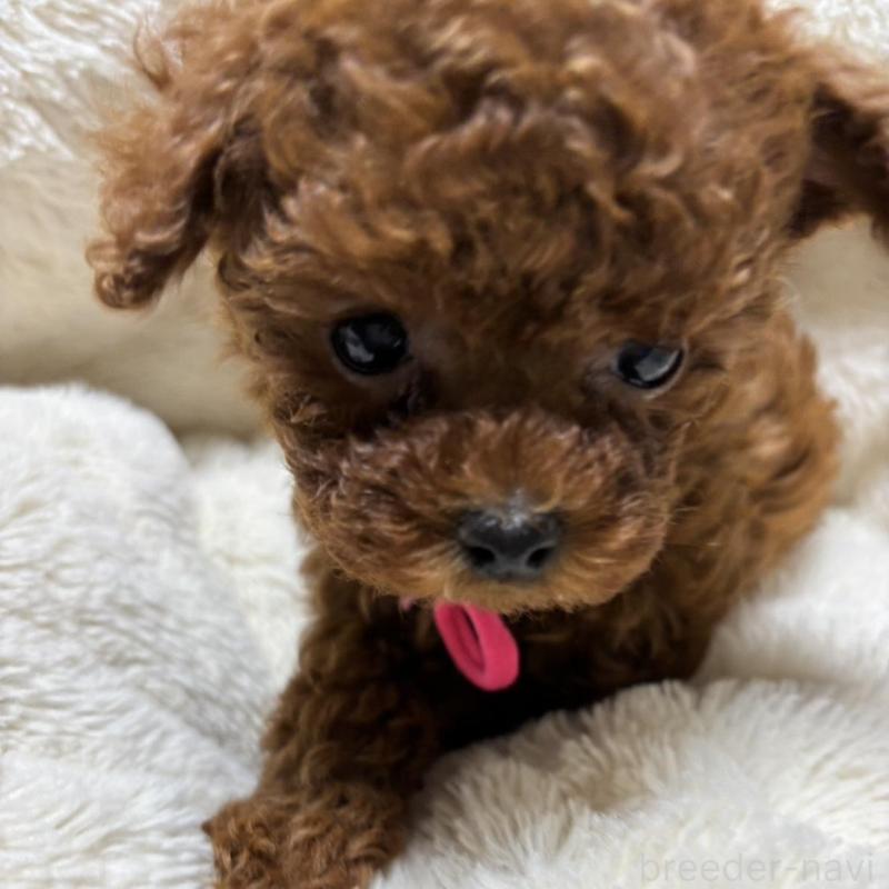 販売中の香川県のティーカッププードル-440817の6枚目