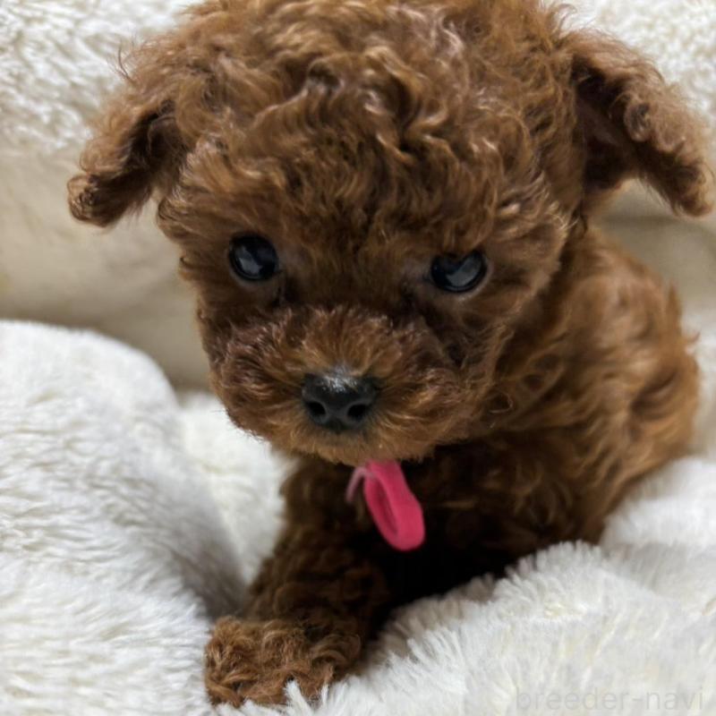 販売中の香川県のティーカッププードル-440817の4枚目