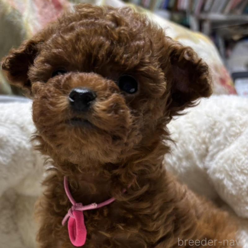 販売中の香川県のティーカッププードル-440817の3枚目