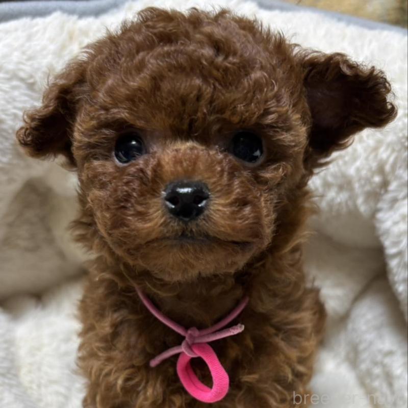 販売中の香川県のティーカッププードル-440817