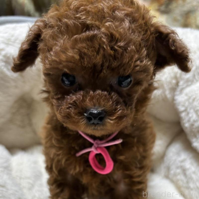 販売中の香川県のティーカッププードル-440817の2枚目