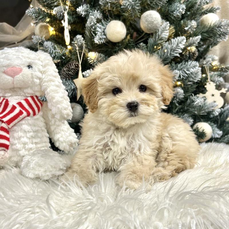 販売中の栃木県のマルプー:マルチーズ×トイプードル-440819