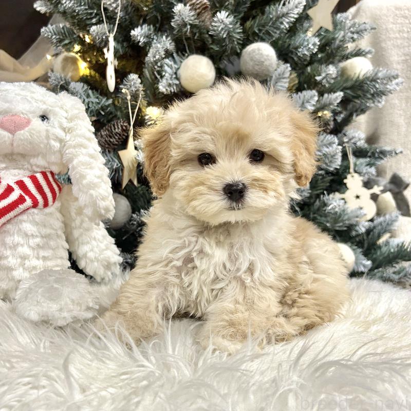 販売中の栃木県のマルプー:マルチーズ×トイプードル-440819の5枚目