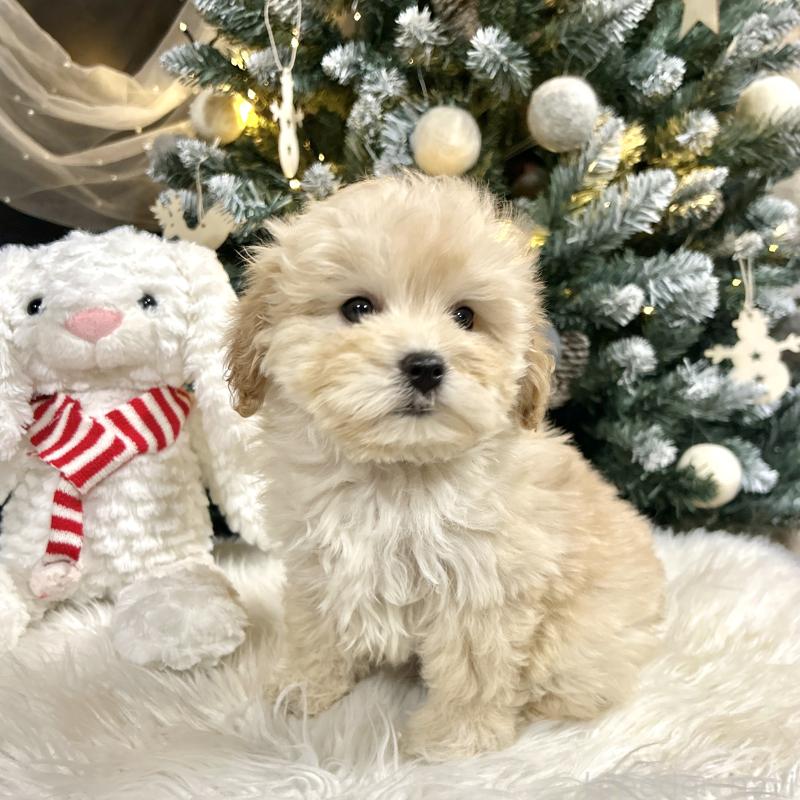 販売中の栃木県のマルプー:マルチーズ×トイプードル-440819の2枚目