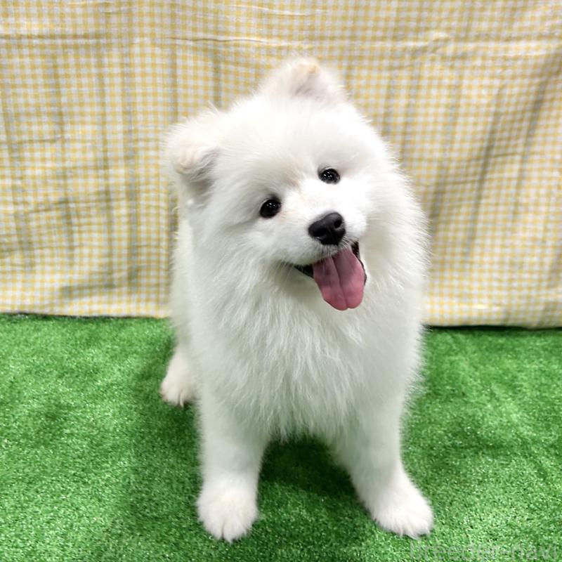 販売中の栃木県のサモエド-440818の1枚目