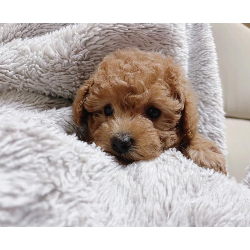 販売中の福岡県のトイプードル-434460の6枚目