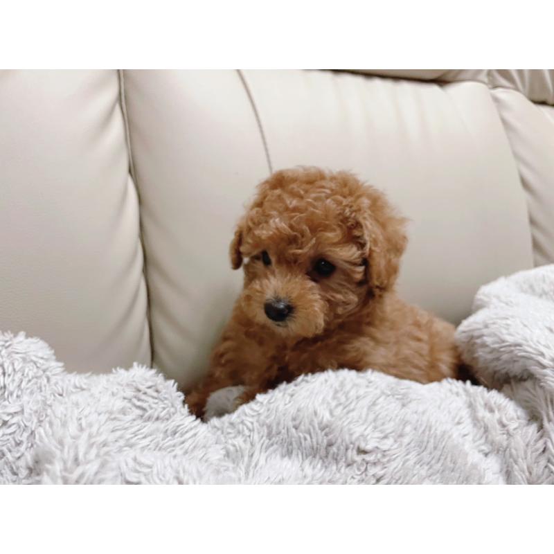 販売中の福岡県のトイプードル-434460の5枚目