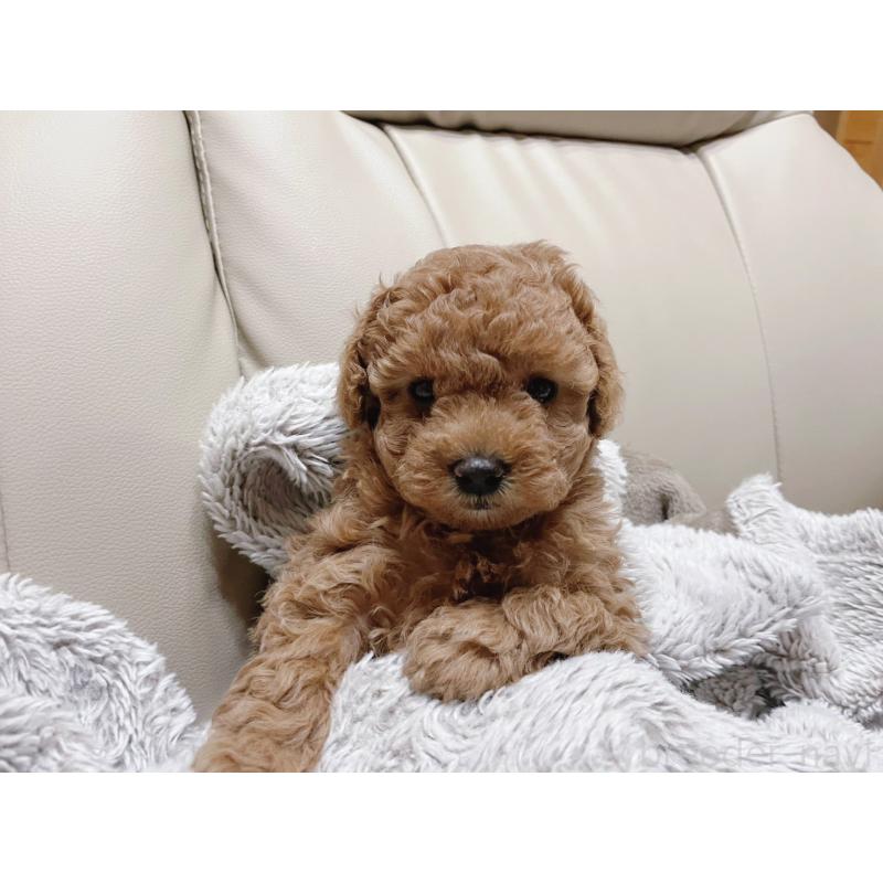 販売中の福岡県のトイプードル-434460の2枚目