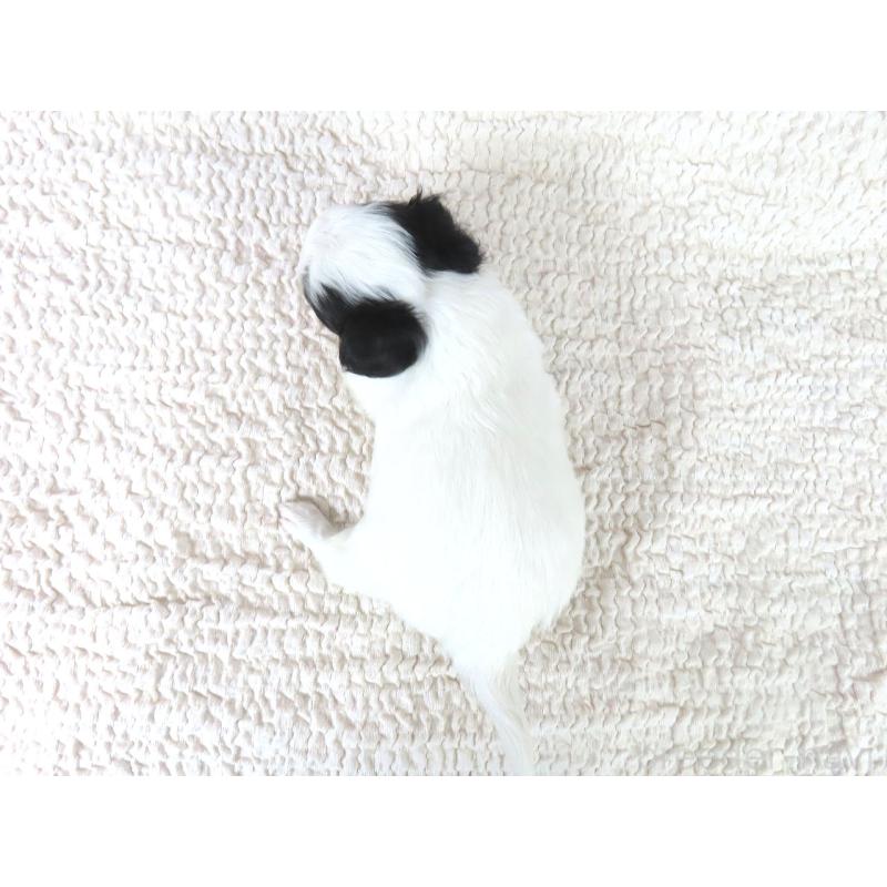 成約済の千葉県のチワワ(ロングコート)-438603の6枚目