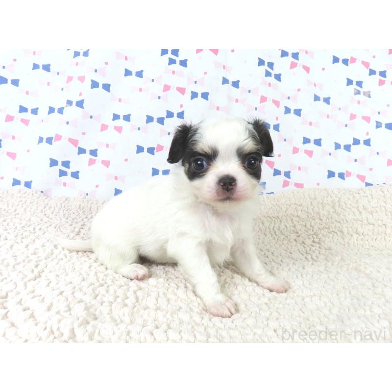 成約済の千葉県のチワワ(ロングコート)-438603の5枚目