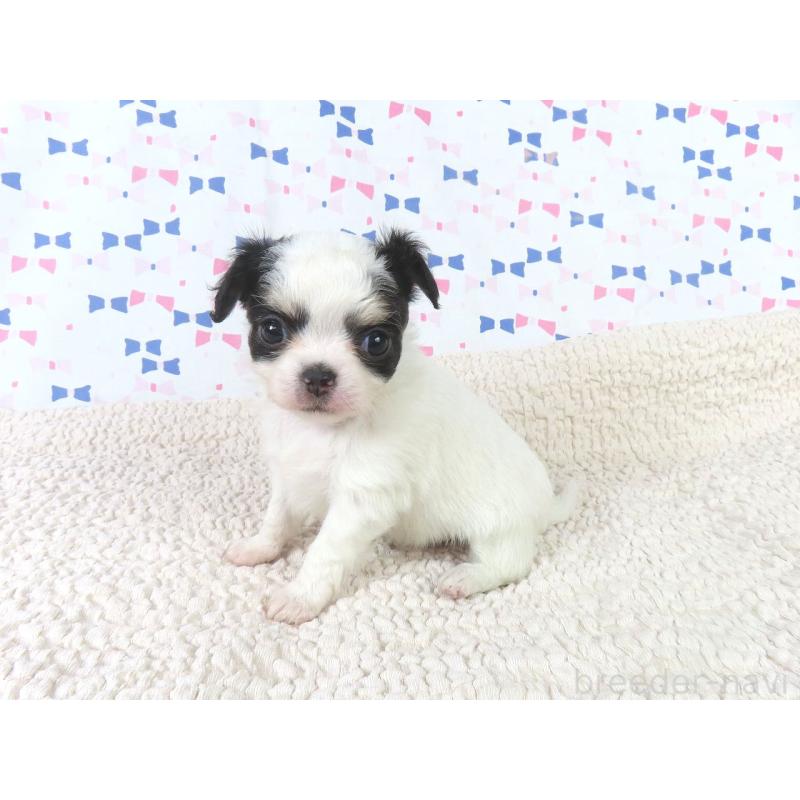 成約済の千葉県のチワワ(ロングコート)-438603の3枚目