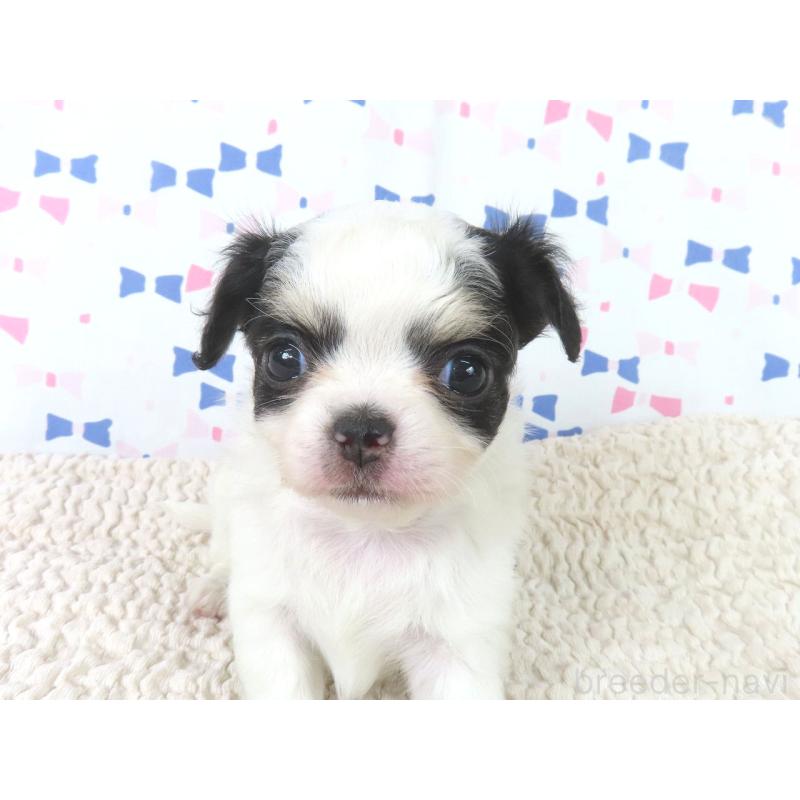 成約済の千葉県のチワワ(ロングコート)-438603の4枚目