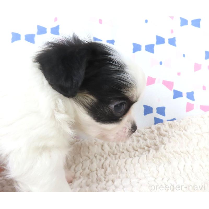 成約済の千葉県のチワワ(ロングコート)-438603の2枚目