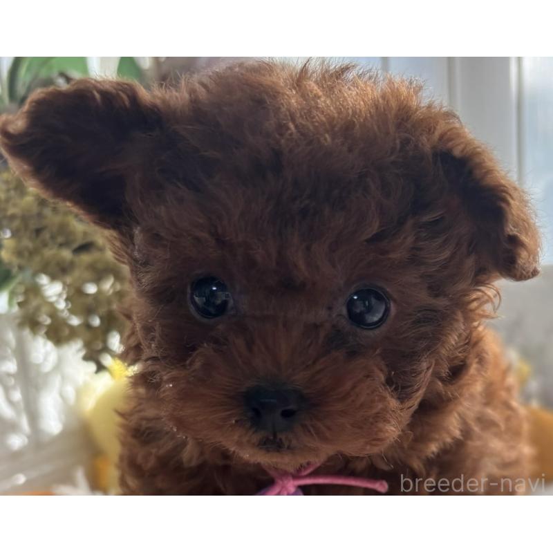 販売中の香川県のティーカッププードル-440820の8枚目