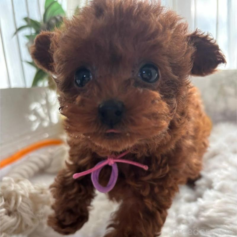 販売中の香川県のティーカッププードル-440820