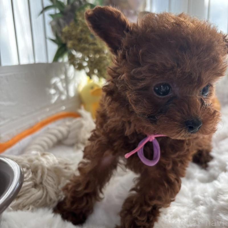 販売中の香川県のティーカッププードル-440820の7枚目