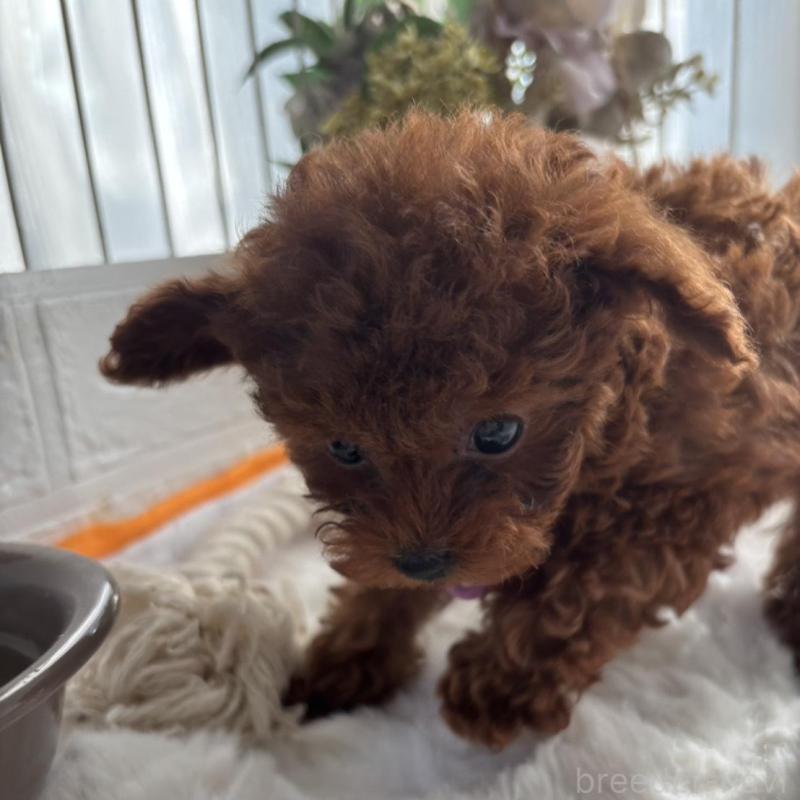 販売中の香川県のティーカッププードル-440820の6枚目