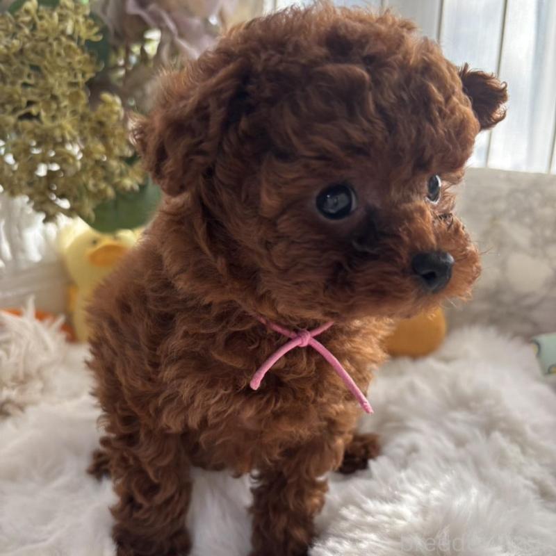 販売中の香川県のティーカッププードル-440820の5枚目