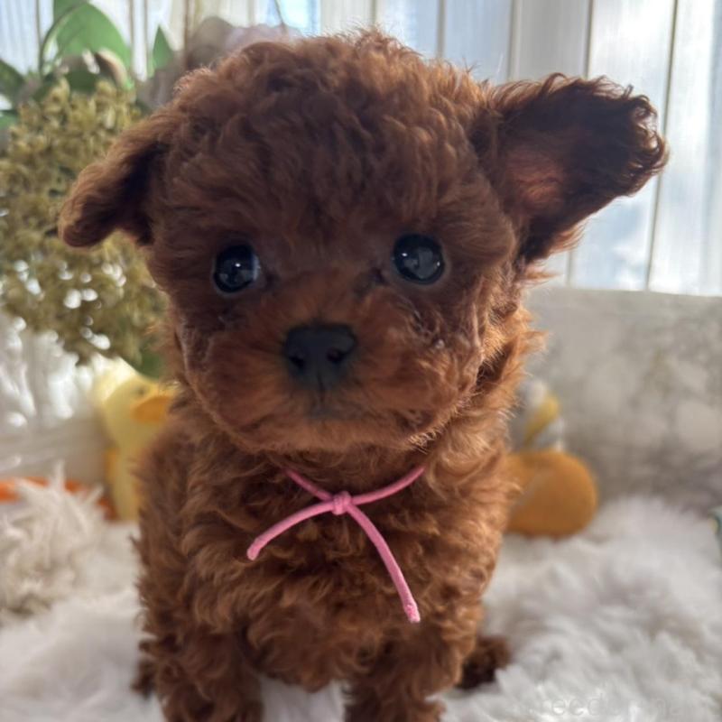 販売中の香川県のティーカッププードル-440820の4枚目